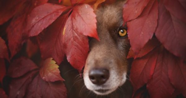 15 Καταπληκτικά Πορτρέτα Σκύλων που απολαμβάνουν το Φθινόπωρο. Το 4ο είναι Σκέτη Μαγεία!