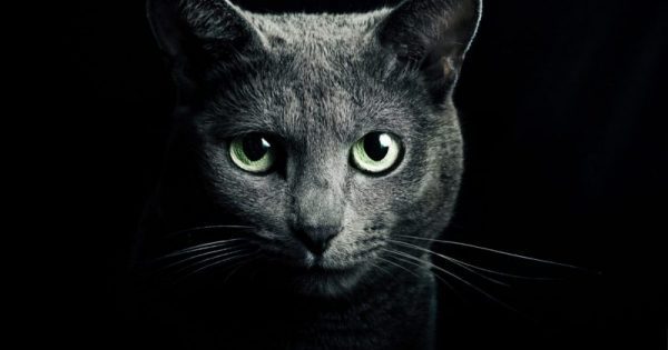 Featured Image for Γάτα – προστατεύει εσάς και το σπίτι σας από φαντάσματα και αρνητικά πνεύματα!