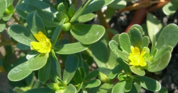 Featured Image for Γλυστρίδα… η θαυματουργή: Ένα αρχαίο θεραπευτικό φυτό με πλούσιες ιδιότητες
