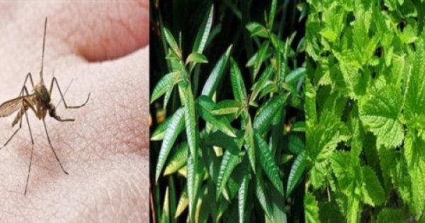 Ξεχάστε χημικά και «φιδάκια» – 9 φυτά που απωθούν τα κουνούπια