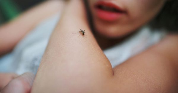 Πώς να «εκπαιδεύσετε» τα κουνούπια να μη σας τσιμπάνε