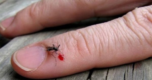 ΠΟΙΟΥΣ τσιμπούν τα κουνούπια; Οι επιστήμονες απαντούν και συμβουλεύουν…