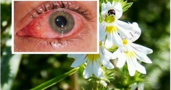 Βότανο Βελτιώνει την Όραση ακόμα και σε άτομα άνω των 70 ετών