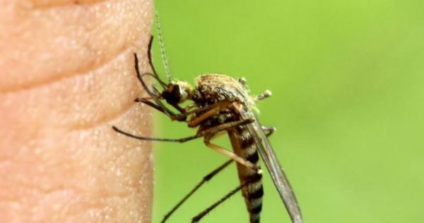 Κουνούπια: Φυσικά υλικά που έχετε ήδη στο σπίτι για να τα κρατήσετε μακριά
