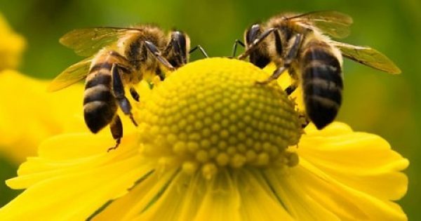 Featured Image for H πρόπολη, ο βασιλικός πολτός, η γύρη, ακόμη και το δηλητήριο των μελισσών, όλα έχουν ισχυρές θεραπευτικές ιδιότητες. Eκμεταλλευτείτε τις.
