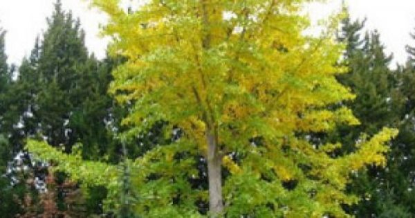 Featured Image for Το Ginkgo Biloba (τζίνγκο μπιλόμπα), για την μνήμη, την άνοια, την συγκέντρωση, τις εμβοές