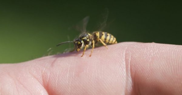 Τσίμπημα από σφήκα ή μέλισσα: Τα σωστά βήματα άμεσης ανακούφισης