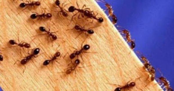 Εχετε… μυρμήγκια στο σπίτι; Με αυτό το κόλπο δεν θα σας επισκεφτούν ποτέ ξανά
