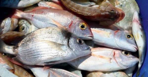ΠΡΟΣΟΧΗ! Αυτά τα ψάρια είναι επικίνδυνα για την υγεία- Τι πρέπει να προσέχετε