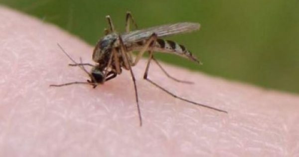 Γιατί τα κουνούπια “προτιμούν” συγκεκριμένα άτομα