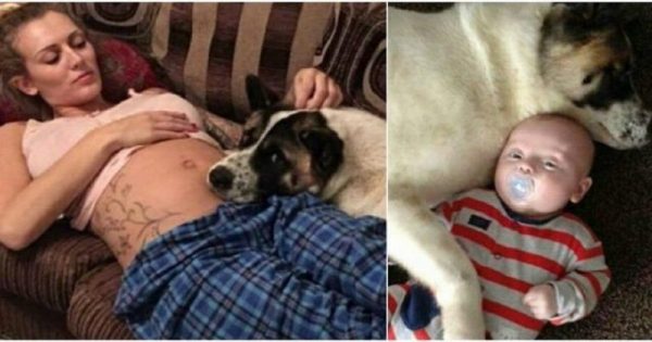 Οι φίλοι της της είπαν να διώξει το σκυλί όσο ήταν έγκυος. Εκείνη όμως δεν τους άκουσε και χάρη σ΄αυτό είναι σήμερα ζωντανή!!!-ΦΩΤΟ