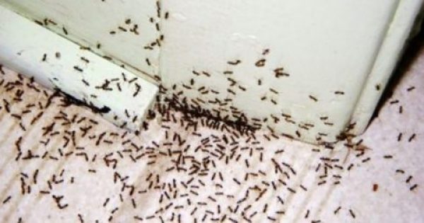 Μυρμήγκια Τέλος  Δείτε πως θα ξεφορτωθείτε τα μυρμήγκια από το σπίτι σας