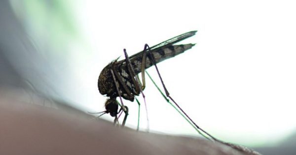 Featured Image for Ιός του Δυτικού Νείλου: Προσοχή στην μόλυνση από τα κουνούπια – Τι λέει το ΚΕΕΛΠΝΟ