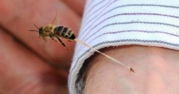 Τι να κάνετε αν σας τσιμπήσει μέλισσα, σφήκα, δράκαινα ή μέδουσα – Ποιες Συμβουλές δίνει το ΕΚΑΒ