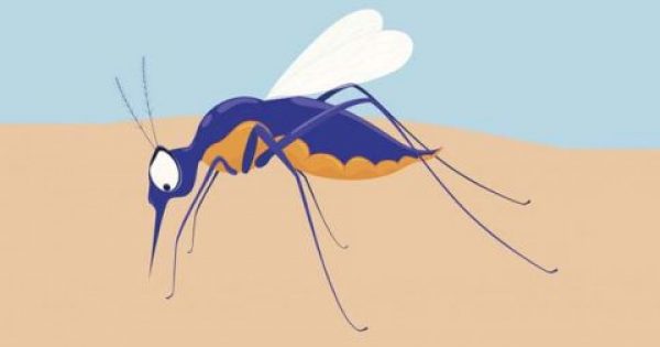 Φαγούρα Τέλος… Δείτε ΤΙ Πρέπει να Κάνετε για να Μην σας Τρώνε τα Τσιμπήματα των Κουνουπιών