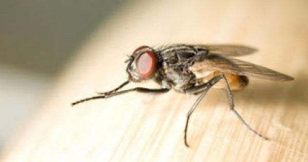 Μύγες ΤΕΛΟΣ – Εξαφανίστε τις Μύγες από το Σπίτι σας, με Αυτό το Απίστευτο Κόλπο!