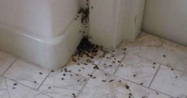 ΤΕΛΟΣ στα μυρμήγκια! Δείτε πως θα ξεφορτωθείτε τα μυρμήγκια από το σπίτι σας !