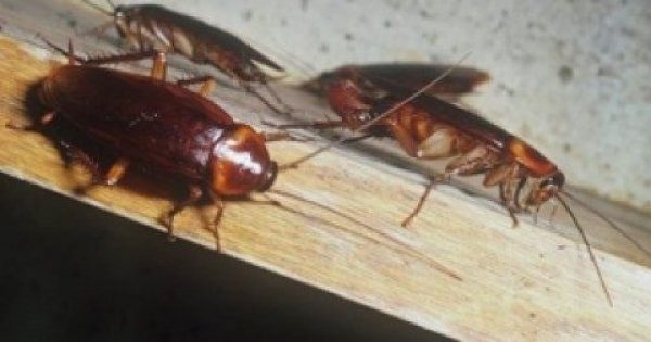 Κατσαρίδες στο σπίτι: 7 απλοί και φυσικοί τρόποι για να απαλλαγείτε μια για πάντα