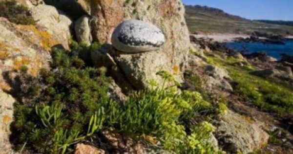 Κρίταμο: Ερευνητές επιβεβαιώνουν τις θαυματουργές ιδιότητες του κρητικού φυτού