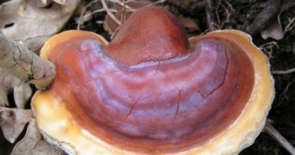 Ganoderma lucidum: Το μανιτάρι που κρύβει το μυστικό της… αθανασίας