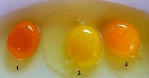 Το χρώμα που έχει ο κρόκος ενός αυγού μπορεί να αποκαλύψει πολλά για την υγεία της κότας