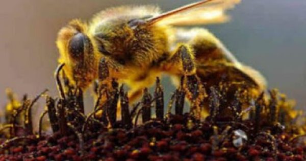 Το δηλητήριο της μέλισσας «κλειδί» για τη θεραπεία του καρκίνου;
