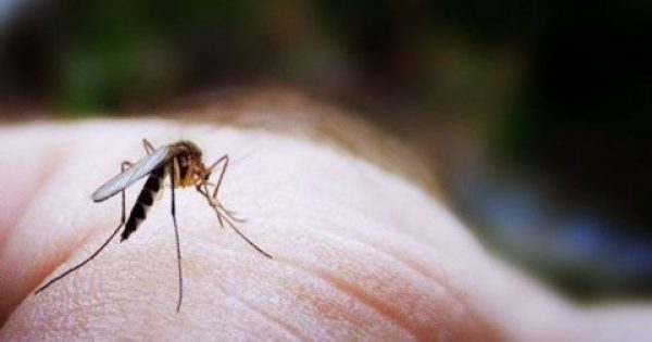 Ανησυχητική αύξηση των ασθενειών που οφείλονται στα κουνούπια