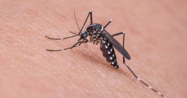Ανησυχητική αύξηση των ασθενειών που οφείλονται στα κουνούπια στην Ευρώπη