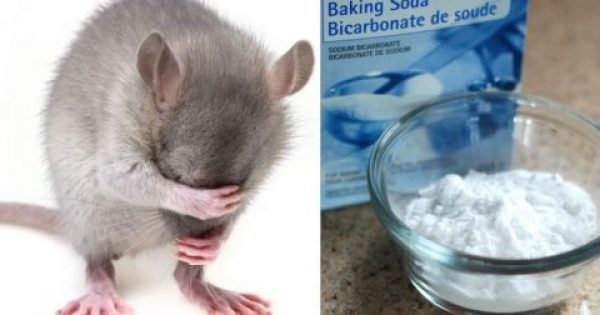 10 Έξυπνοι Τρόποι να διώξετε τα Ποντίκια από το Σπίτι σας ΧΩΡΙΣ να χρησιμοποιήσετε βλαβερά Χημικά