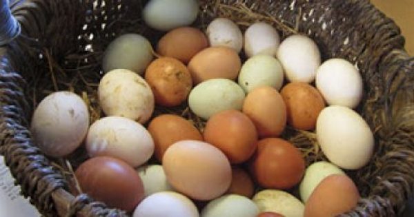 Πως θα γεννάνε οι κότες ασταμάτητα: Μυστικά διατροφής για περισσότερα αυγά!