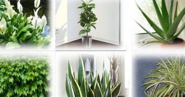 Αυτά Τα Φυτά Είναι Θησαυροί Οξυγόνου – Πάρτε Τουλάχιστον Ένα Στο Σπίτι Σας!