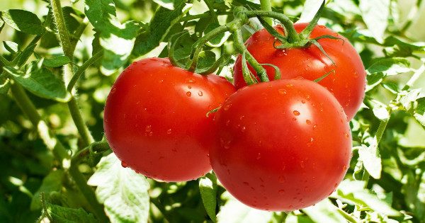 Featured Image for Τα δύο μυστικά για να διατηρούνται φρέσκιες οι ντομάτες