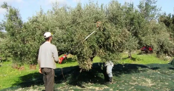 Συγκομιδή ελιών: Έξυπνη πατέντα από αγρότη μετατρέπει το μάζεμα σε παιχνίδι